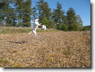 Jack Russell Terrier