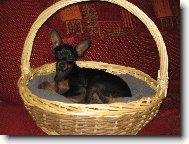 PRAGUE RATTER
