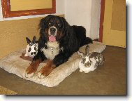 Berner Sennenhund