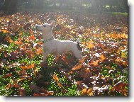 Jack Russell Terrier