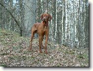 Rövidszörü Magyar Vizsla, Hungarian Short-haired Pointing Dog