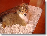 Shetland Sheepdog