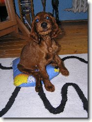 Irish Red Setter