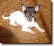 Chihuahua