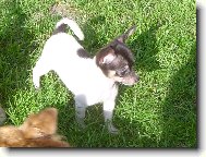 Chihuahua