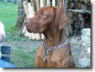Rövidszörü Magyar Vizsla, Hungarian Short-haired Pointing Dog