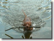 Rövidszörü Magyar Vizsla, Hungarian Short-haired Pointing Dog