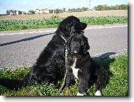Newfoundland