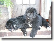 Newfoundland \(Dog standard\)