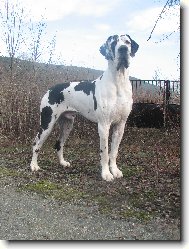 Deutsche Dogge