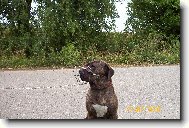 Fila Brasileiro
