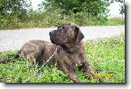 Fila Brasileiro