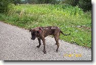 Fila Brasileiro