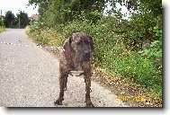 Fila Brasileiro