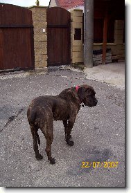 Fila Brasileiro