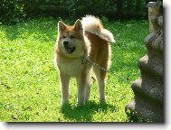 Japanese Akita