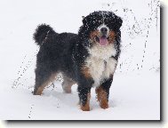 Berner Sennenhund