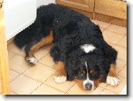 Berner Sennenhund