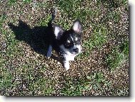 Chihuahua