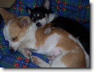 Chihuahua