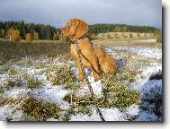 Rövidszörü Magyar Vizsla, Hungarian Short-haired Pointing Dog
