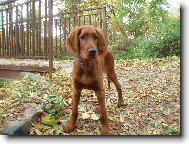 Irish red setter \(Dog standard\)