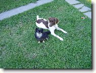 Chihuahua