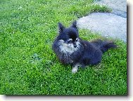 Chihuahua