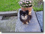 Chihuahua