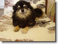 Chihuahua