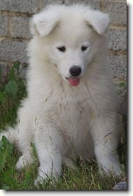 Samoyed \(Dog standard\)