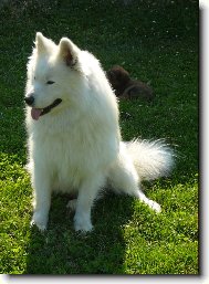 Samoyed \(Dog standard\)