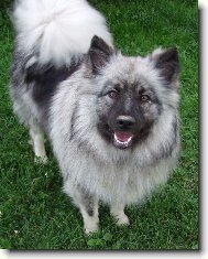 German spitz-wolfsspitz, keeshound \(Dog standard\)