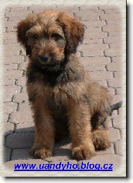 Briard
