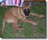 Chien%20de%20Berger%20Belge%20-%20Malinois