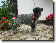 Schnauzer \(Dog standard\)