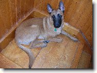 Chien%20de%20Berger%20Belge%20-%20Malinois