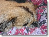 Pekingese, Pekinese, Peking Palasthound