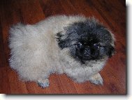 Pekingese, Pekinese, Peking Palasthound