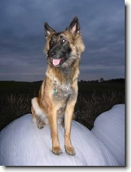 Belgian shepherd malinois \(Dog standard\)