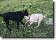 Flat coated retriever \(Dog standard\)