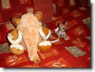 Chihuahua