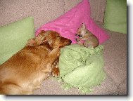 Chihuahua