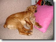 Chihuahua