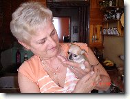Chihuahua