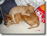 Chihuahua
