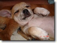 Chihuahua