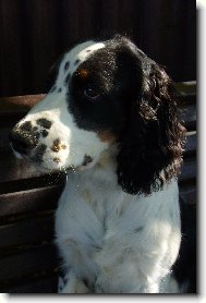 English Springer Spaniel