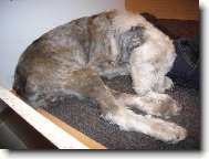 Old english sheepdog \(bobtail\) \(Dog standard\)
