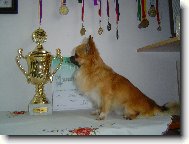 Chihuahua